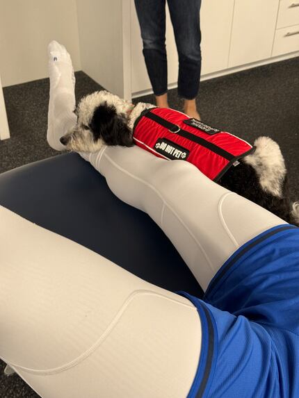 Bailey, the Dallas Mavericks' emotional support dog, is seen wearing a red vest that...