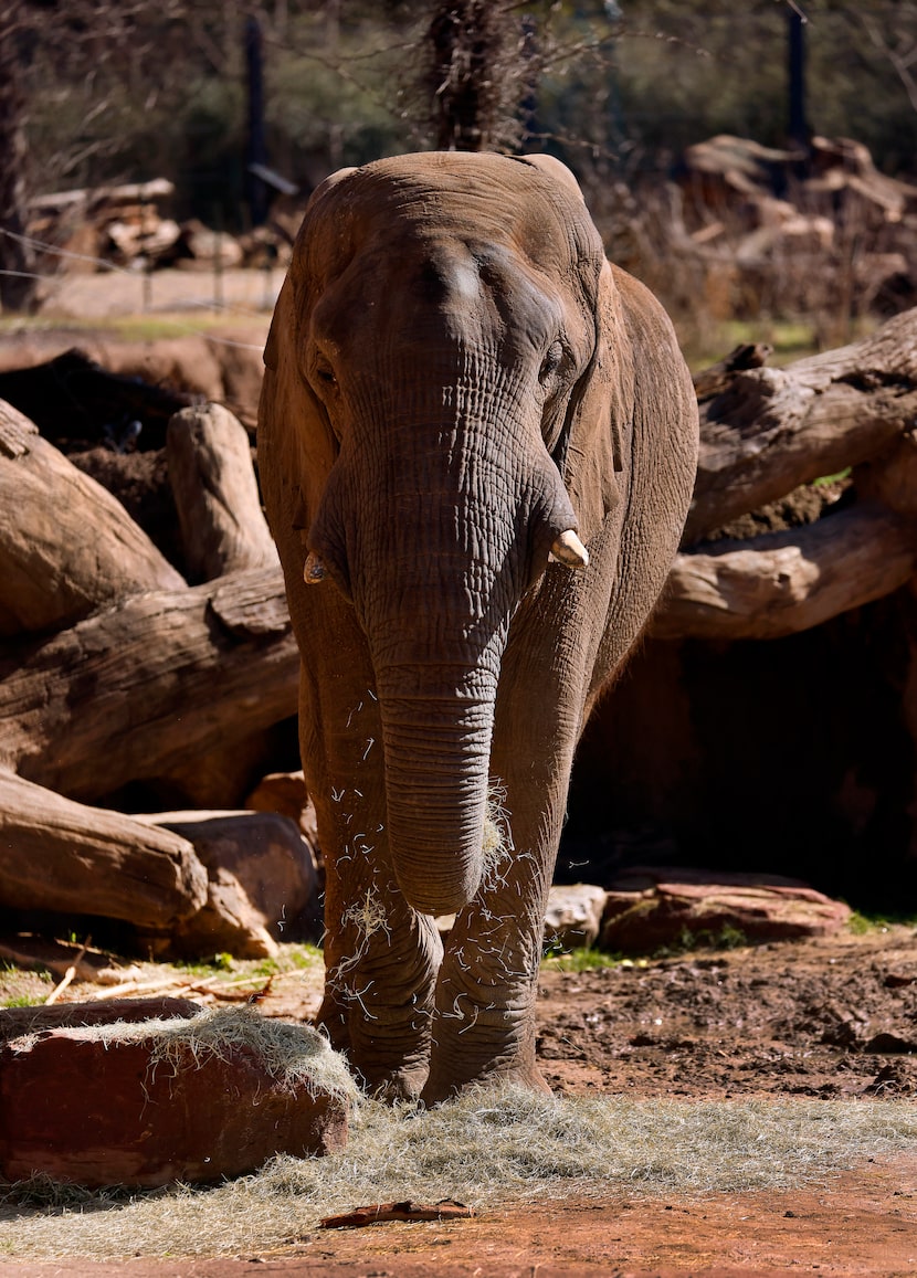 An African elephant eats straw in its Giants of the Savanna habitat at the Dallas Zoo,...