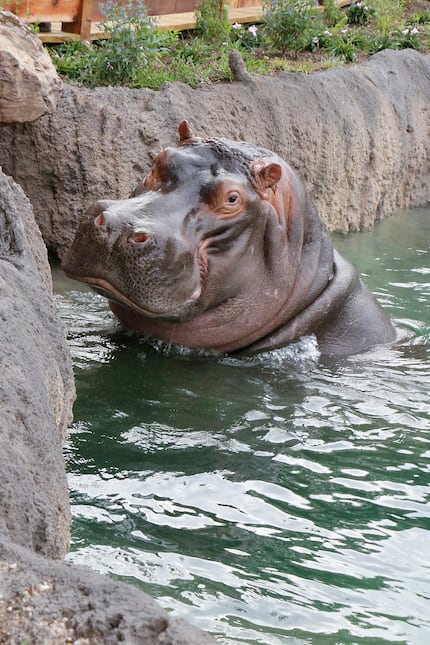 Adhama poses for a picture at the Simmons Hippo Outpost at the Dallas Zoo.