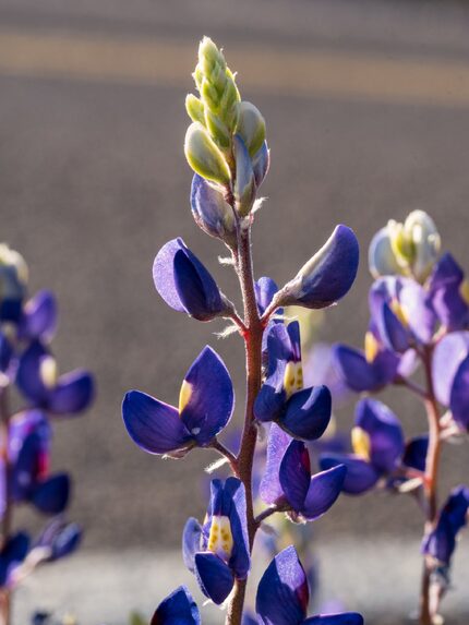 Big Bend bluebonnet along the Chisos Basin Road, Big Bend National Park, Texas. 