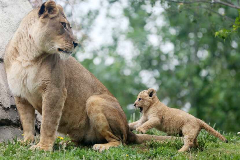 Bahati, a lion cub, plays with her aunt Jasiri while making her public debut at the Dallas...