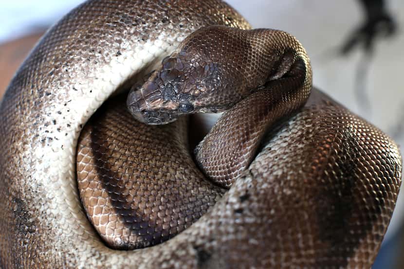 A ball python with burns was among the animals injured in The Serpentarium fire.