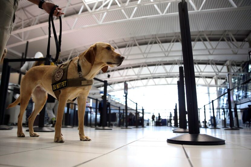  Eette, specially trained by the Transportation Security Administration to detect explosives...