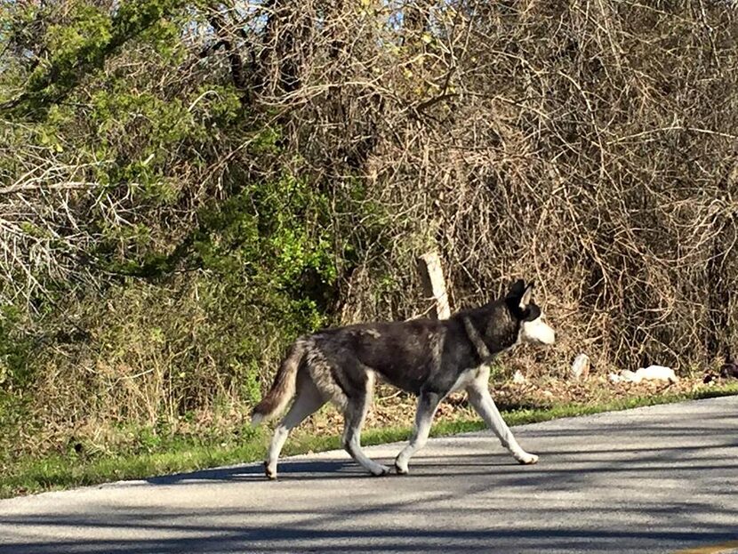  This skinny beat-up-looking husky was wandering Dowdy Ferry Road for several days in early...