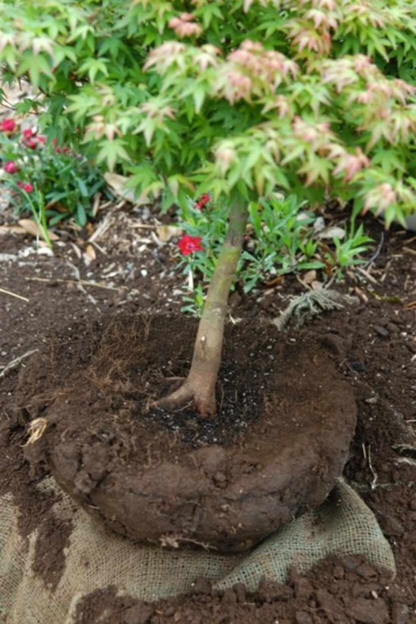 Root flares should be exposed, even on small trees, to establish the correct planting...