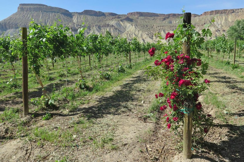 Locals in Palisade  are angling for Colorado to sit squarely on the map as a wine — not just...