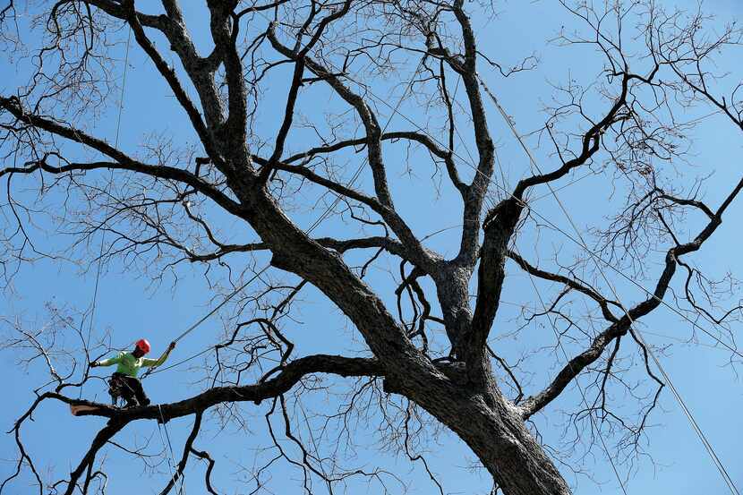 Foreman Miguel Pastenes, who works for Arborilogical Services, was perched in a pecan tree...