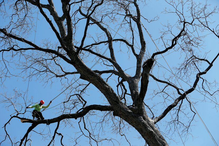 Foreman Miguel Pastenes, who works for Arborilogical Services, was perched in a pecan tree...