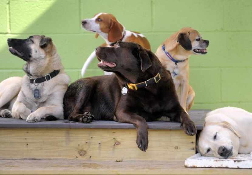 
While their vacationing owners relax and socialize, boarded dogs at Stay can do the same.



