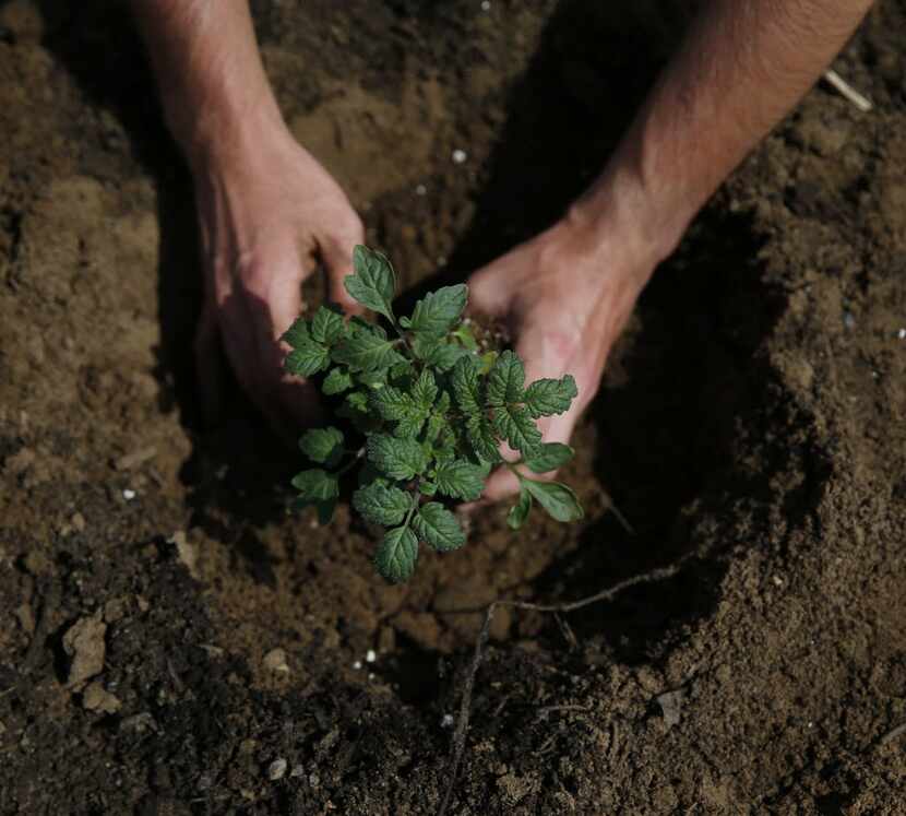 Tomato seedlings can also be used to test for herbicide contamination. 