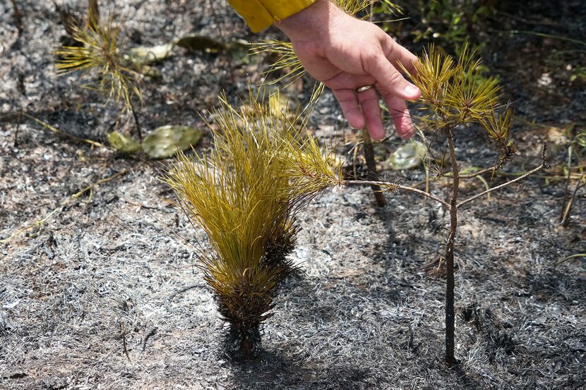 Lucien Ball checks on vegetation on the forest floor after a prescribed burn at the Roy E....