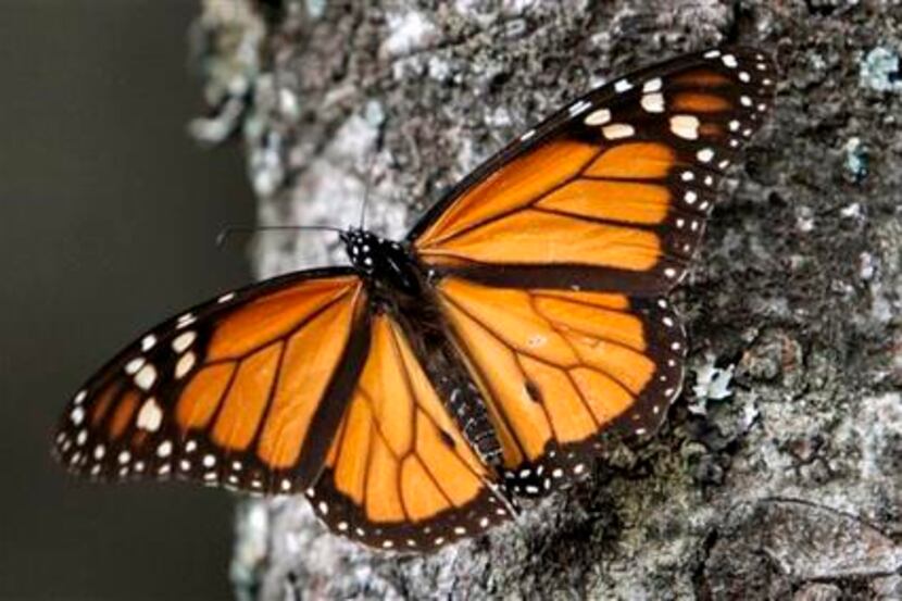 FILE - In this Dec. 9, 2011 file photo, a Monarch butterfly perches on a tree at the Sierra...