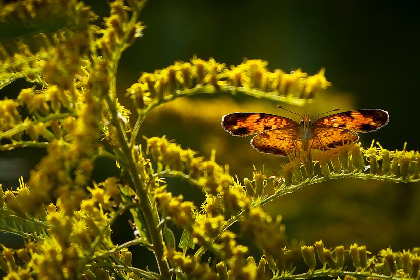 A butterfly is seen along the Primitive Pond Trail at Trinity River Audubon Center on...