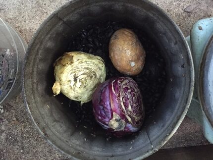 Food waste should go into metal containers with lids first and moved to the big pile later...