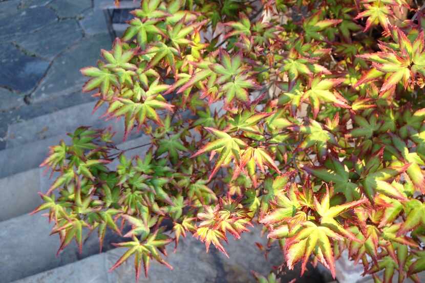 'Murasaki Kiyohime' is a great dwarf Japanese maple with dramatic spring color showing...