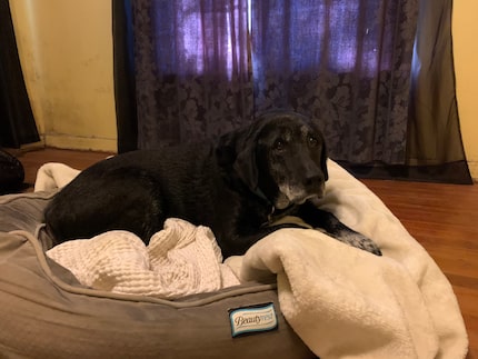 La familia tuvo que dejar a su perro Max en la casa afectada por el tornado, sin clima y...