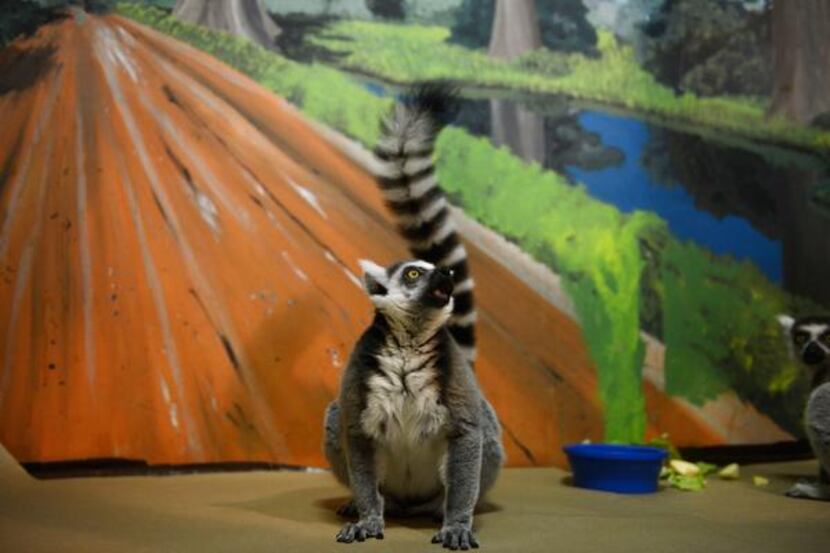 
Uno, a ring-tailed lemur, pauses during feeding time in his enclosure at McKinney’s Heard...