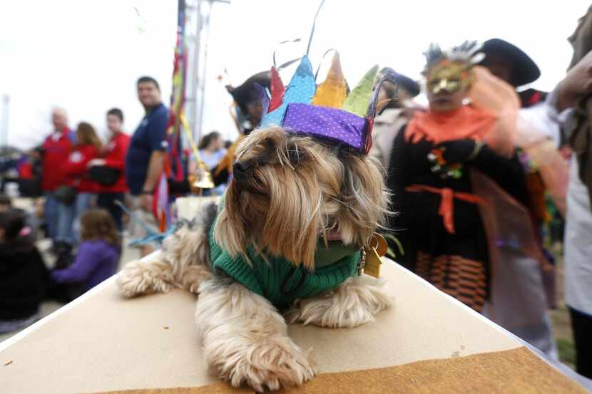 
This year’s Krewe of Barkus parade in downtown McKinney is at 2 p.m. Sunday.
