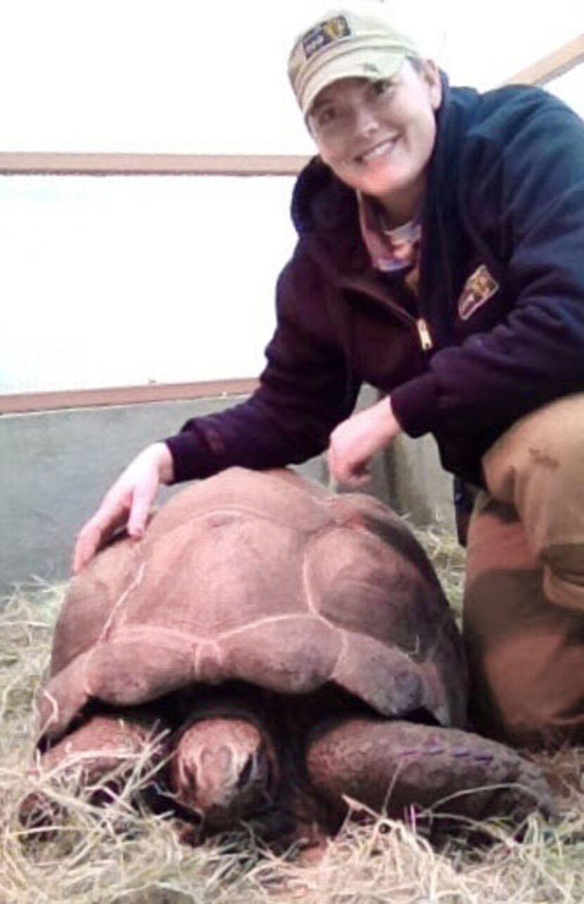 
Dallas Zoo zookeeper Cherie Swinney-Saunders with an Aldabra giant tortoise

