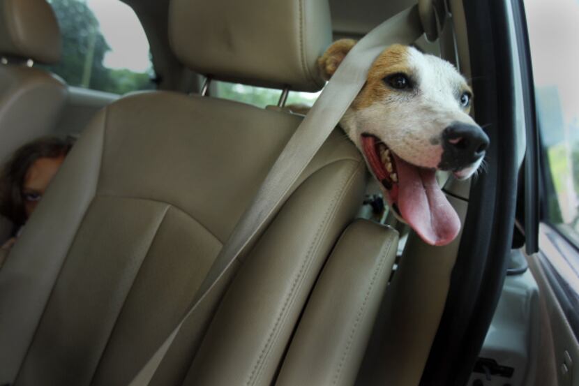 It's not uncommon to see dogs riding unrestrained in cars as people pull into the dog park...