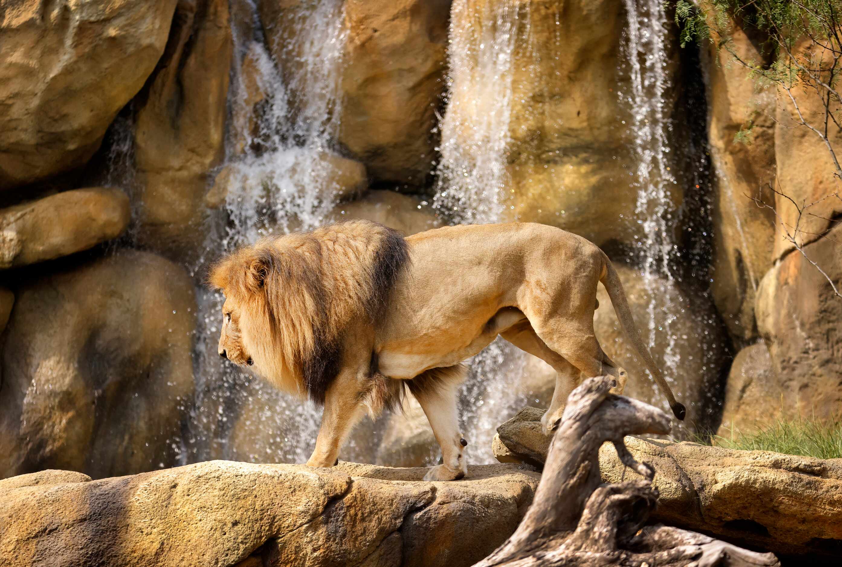 Jabulani, a male African lion, crosses in front of a waterfall in the third phase of A...