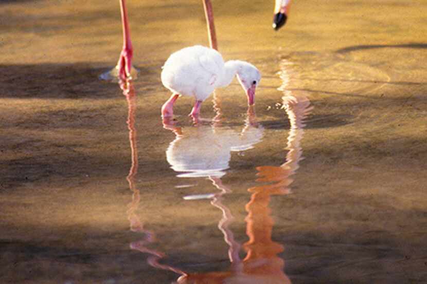  March 26, 1988--A baby flamingo gets to hang out with the big guys as it enjoys the water...