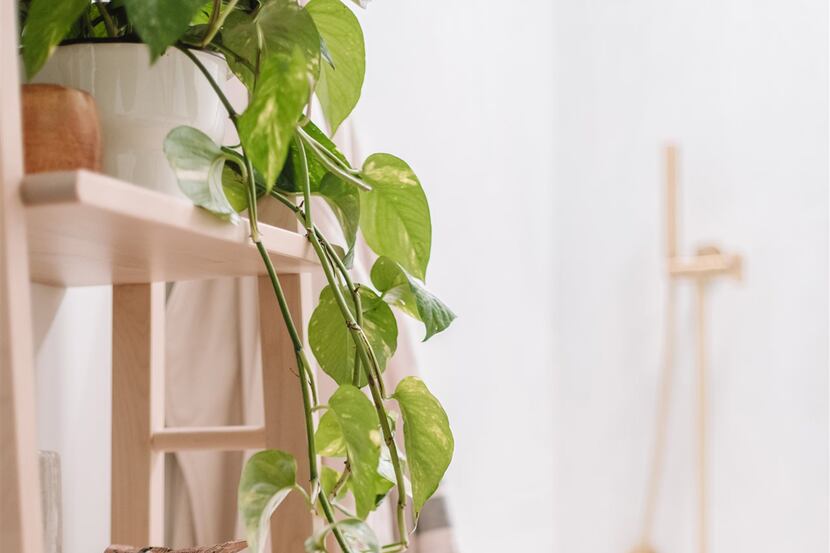 Try these healthy behaviors and design tips to help you bring nature’s sanctuary indoors.