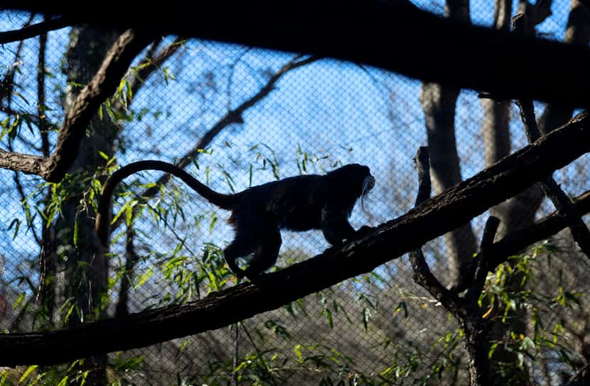 One of two emperor tamarin monkeys races across a branch in its Children’s Zoo enclosure  at...