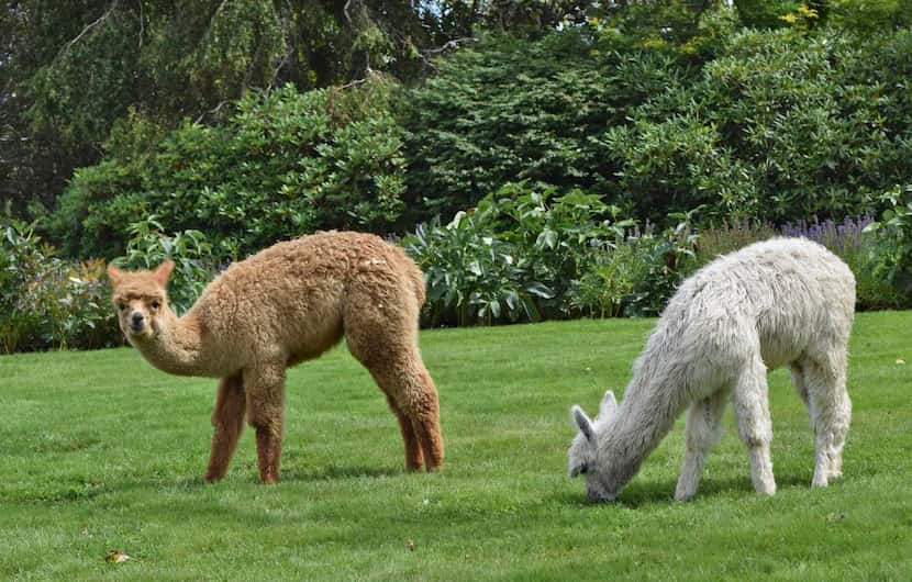 
Not only is this lawn at Kingsbrae Garden a good place for visitors’ picnics, the llamas...