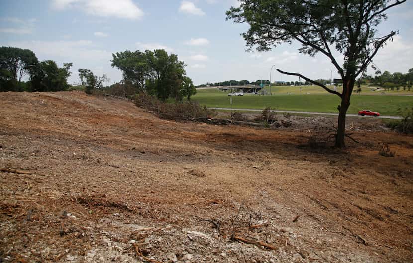 A deep bed of mulched trees fills a lot where dozens of trees were cut down by the owner of...