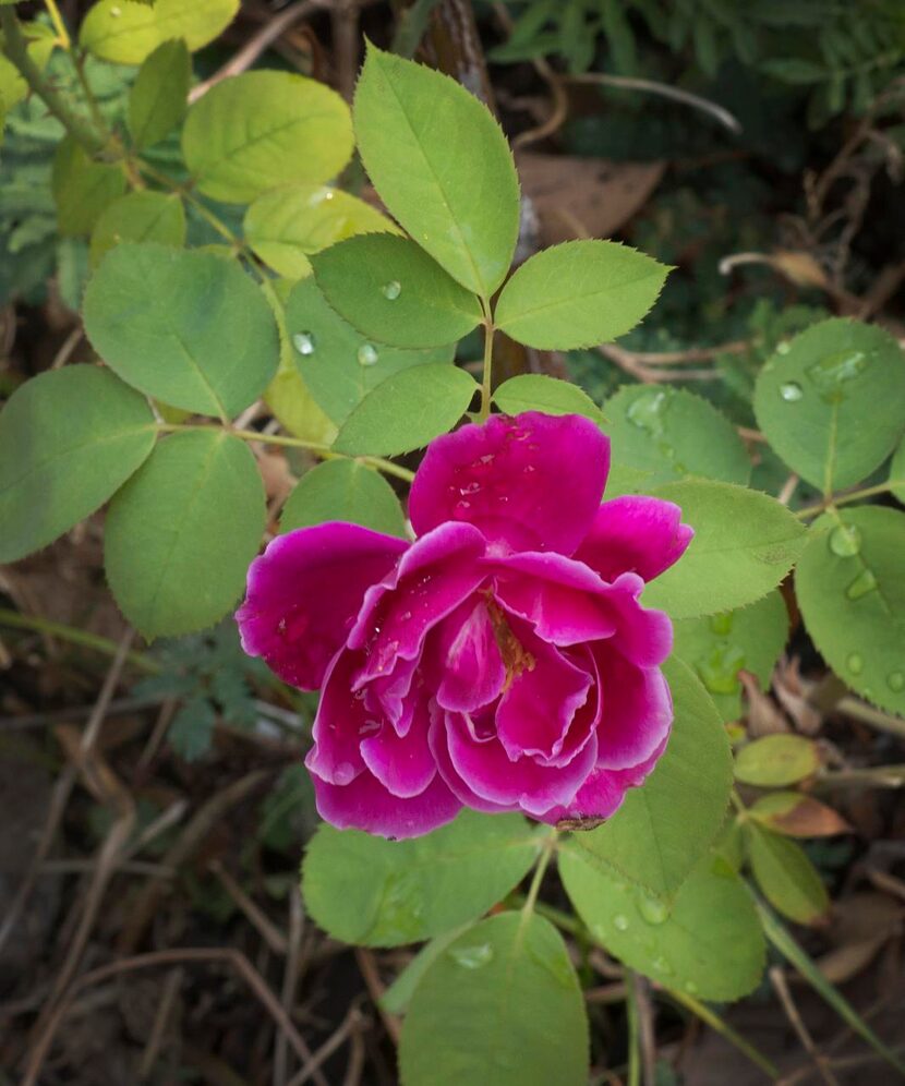 
A rose blooms in Van Johnson’s newly landscaped front yard in Oak Cliff.
