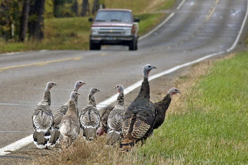 FILE - In this Oct. 11, 2007 file photo, a family of wild turkeys search for food along a...