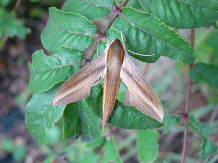 The caterpillar of the tersa sphinx moth is commonly found on pentas.