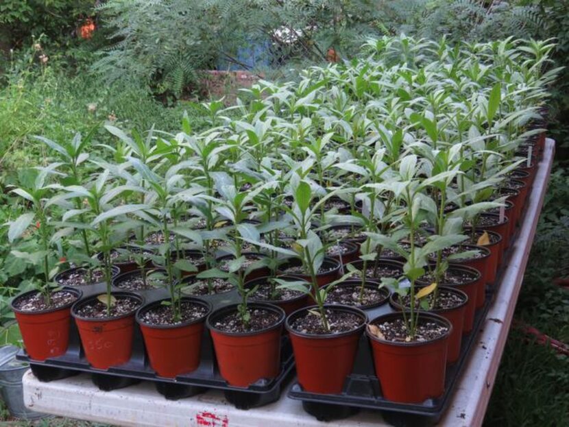 
Quarts of green flower milkweed, another native, are lined up in Mesquite getting ready for...