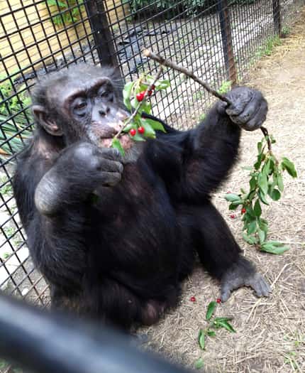In this July 2013 photo provided by the Primate Sanctuary, the chimpanzee Kiko eats wild...