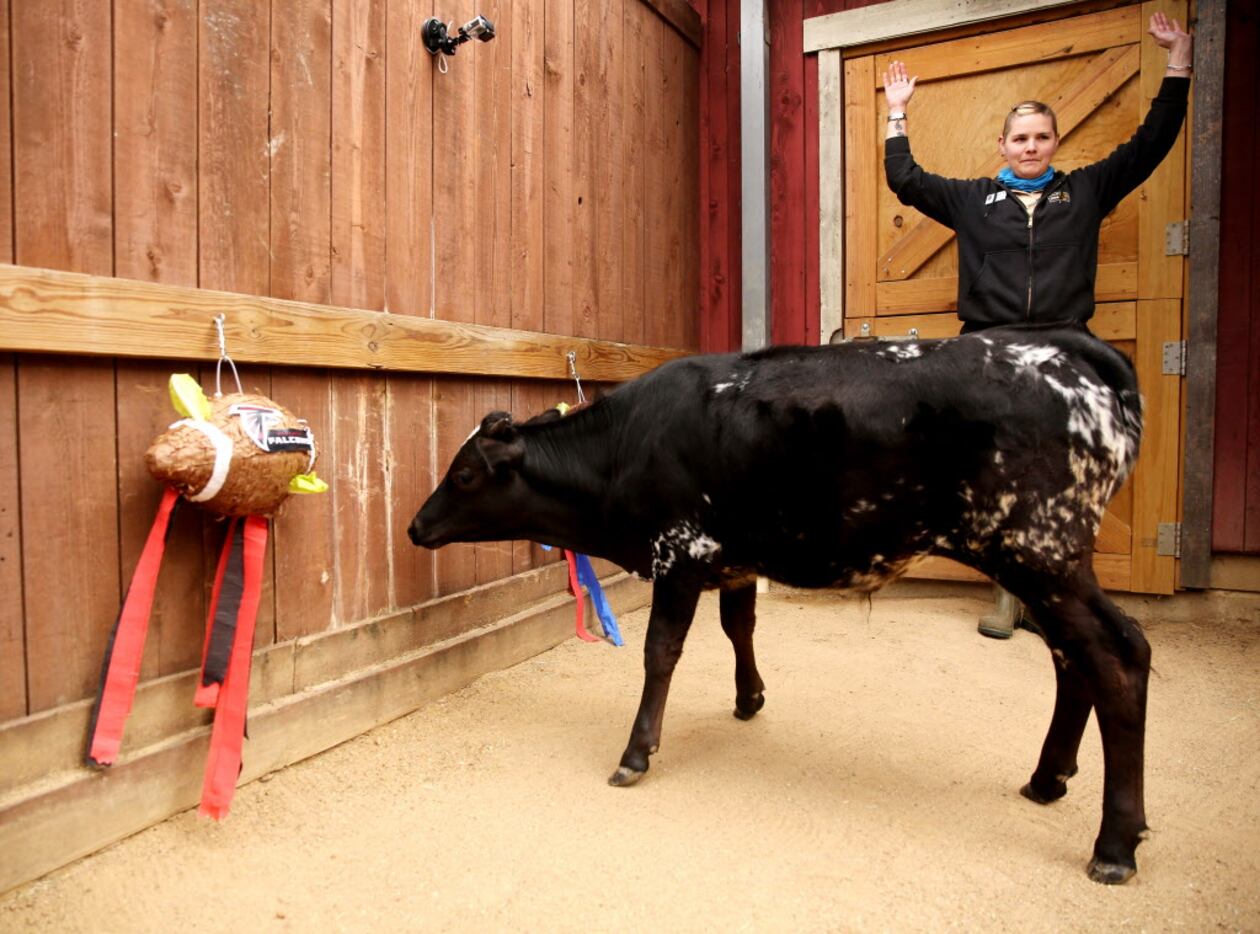 Cow trainer Frances Borgers throws up her hands into a touchdown after Captain, an...