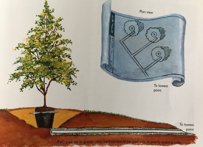 Illustration from Texas Gardening the Natural Way shows how PVC pipe can be used near a tree...