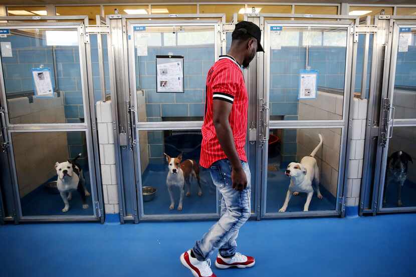 Chris Evans, of Dallas, looks at dogs while considering adopting with his girlfriend Sidney...