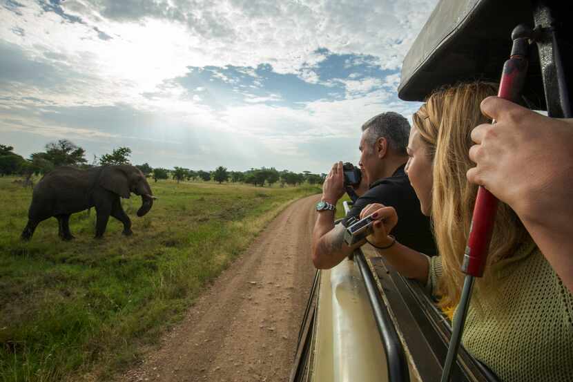 Elephants keep the camera shutters clicking at Serengeti National Park.