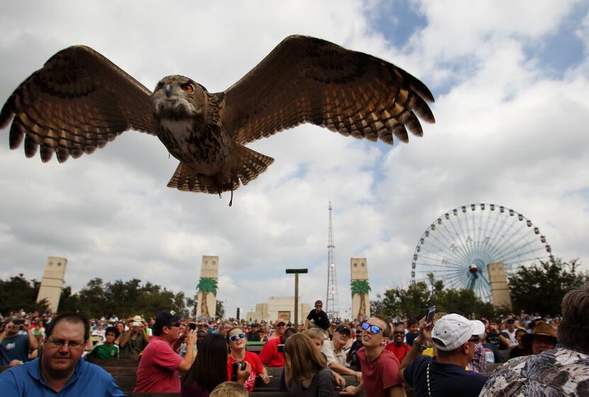 Ziggy, a Eurasian Eagle Owl, flies above the audience during a show at the 2012 State Fair...