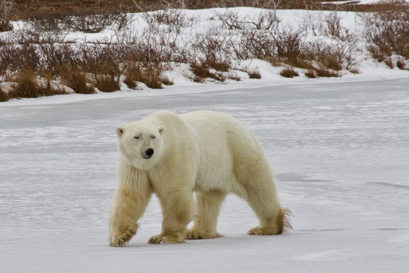 Our first day on the tundra, we saw about 25 polar bears. 