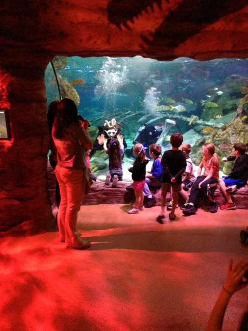 
Help point a diver in the right direction to find eggs Scuba Bunny hides in the ocean tank...