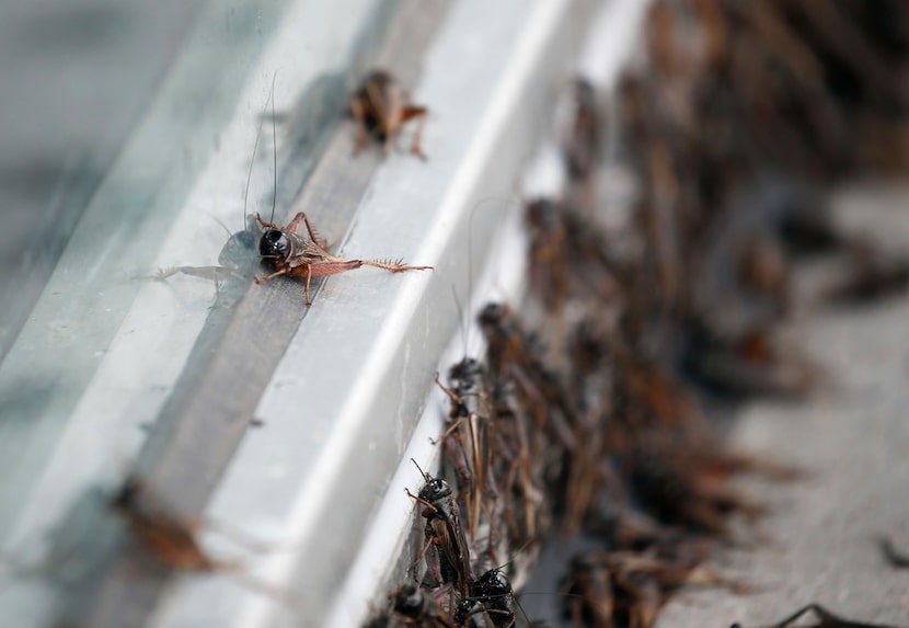 Crickets crowd together in front of a building in downtown Dallas.