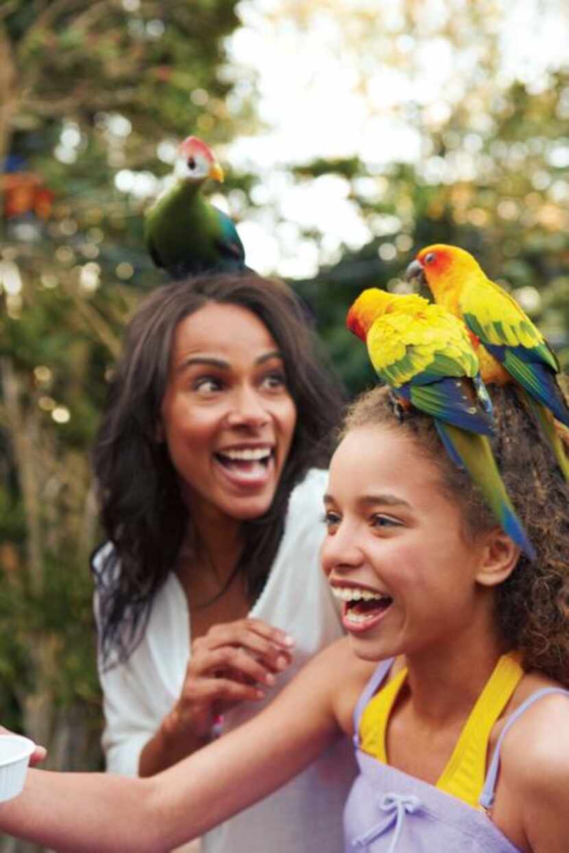 
The new Roa’s Aviary exhibit at SeaWorld San Antonio immerses guests in a tropical jungle...