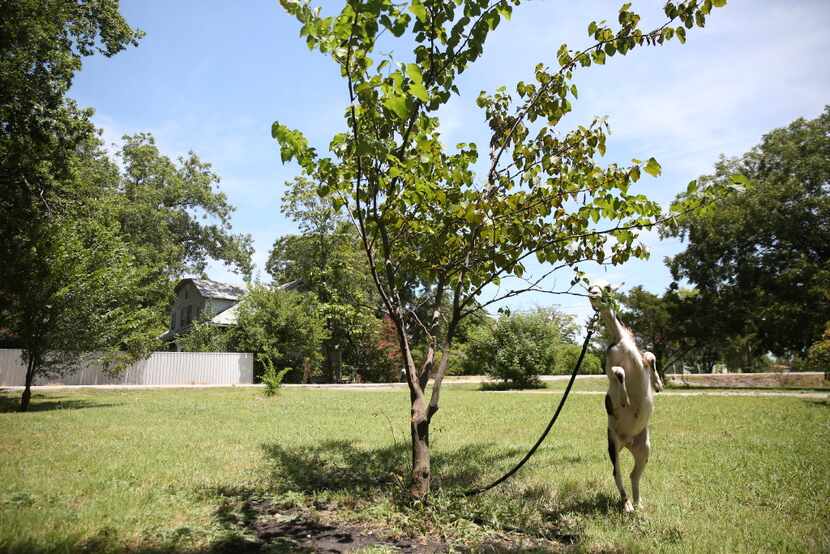 Snickers, a pygmy goat, eats leaves off a tree on the lawn of Stephanie Fouquette's mother's...