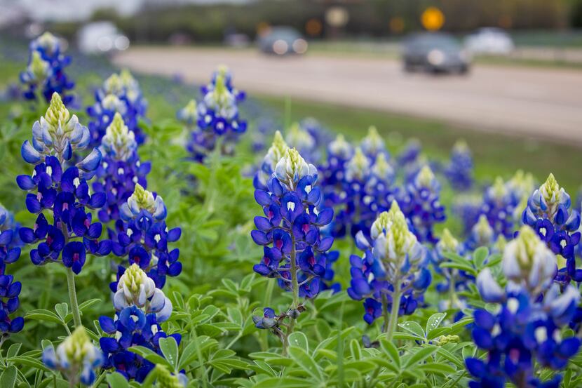 Bluebonnets seen on a hillside next to I-45 on Sunday, March 25, 2018, in Ennis, Texas....
