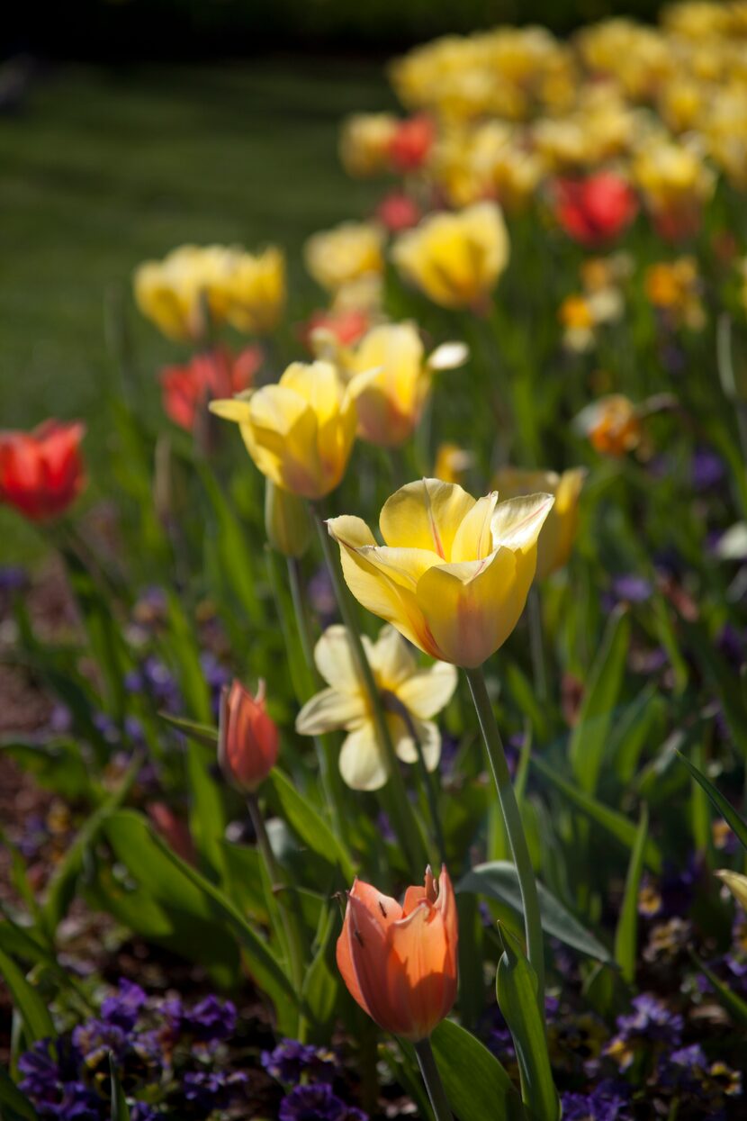 The 2014 edition of Dallas Blooms at the Dallas Arboretum features plenty of flowers.