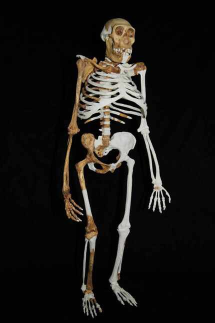 The Australopithecus sediba stands bipedally.