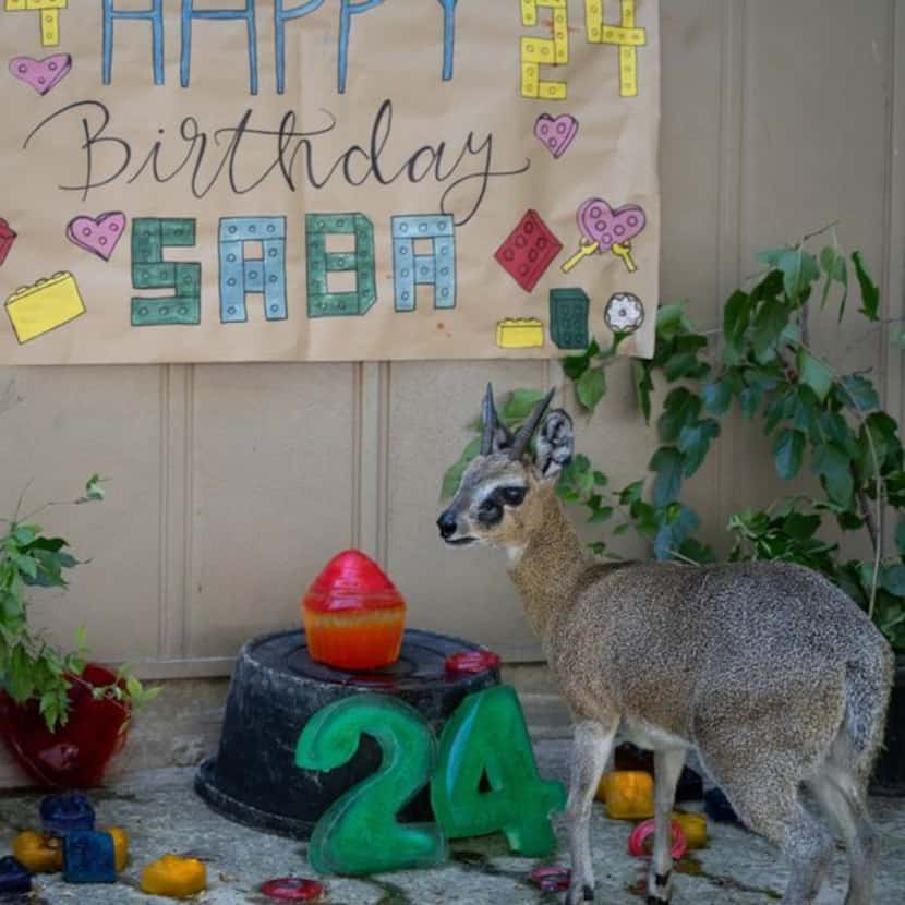 The Dallas Zoo's eldest klipspringer, Saba, recently celebrated at 24th birthday.