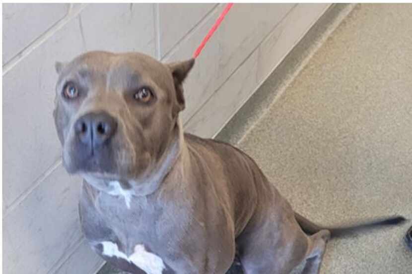 Dallas police are asking for the public's help identifying a person who abandoned a dog in...